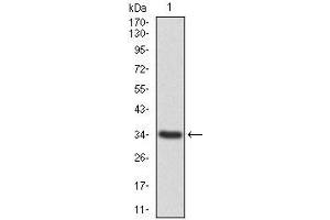 Annexin a1 antibody  (AA 144-248)