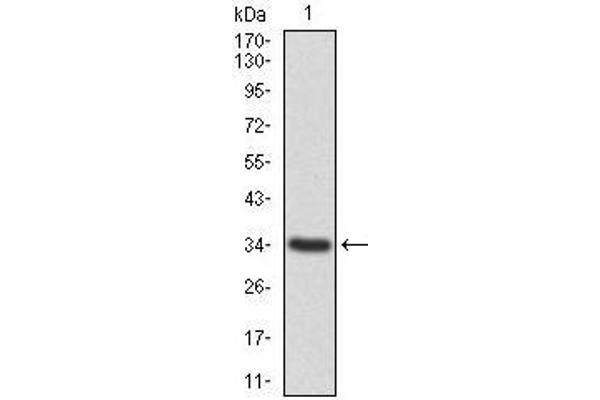 Annexin a1 antibody  (AA 144-248)