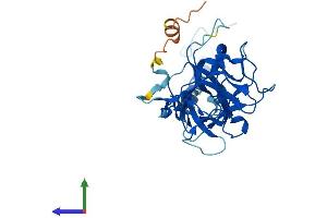 AlphaFold protein structure predicition of Human Recombinant CFAP161 Protein, UniprotID Q6P656 (C15orf26/CFAP161 Protein (AA 1-301) (His tag))