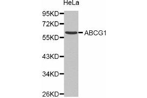 Western Blotting (WB) image for anti-ATP-Binding Cassette, Sub-Family G (WHITE), Member 1 (ABCG1) antibody (ABIN1870730) (ABCG1 antibody)