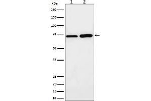 Western blot analysis of PREPL expression in (1) MCF7 cell lysate, (2) C6 cell lysate.