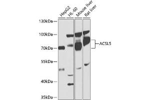 Western blot analysis of extracts of various cell lines, using  antibody (ABIN1678546, ABIN3015435, ABIN3015436 and ABIN6216433) at 1:1000 dilution. (ACSL5 antibody  (AA 500-739))