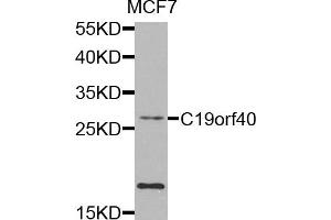 Western blot analysis of extracts of MCF7 cells, using C19orf40 antibody. (FAAP24 antibody)