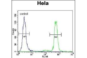 PK3 Antibody (N-term) (ABIN391719 and ABIN2841609) flow cytometric analysis of Hela cells (right histogram) compared to a negative control cell (left histogram). (ERK1 antibody  (N-Term))