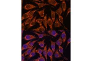 Immunofluorescence analysis of L929 cells using SEMC antibody (ABIN7270198) at dilution of 1:100. (SEMA3C antibody  (AA 21-330))