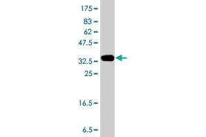 B3GAT3 antibody  (AA 236-335)