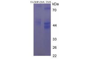 Image no. 2 for 11-Hydroxyprogesterone protein (Ovalbumin) (ABIN1880149) (11-Hydroxyprogesterone Protein (Ovalbumin))