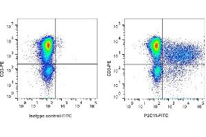 Detection of IFN-γ by flow cytometry in viable porcine PBMC. (Interferon gamma antibody  (FITC))