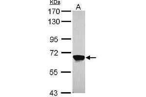WB Image Sample (30 ug of whole cell lysate) A: A549 7. (MPP2 antibody  (Center))