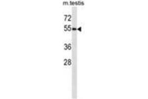 WWOX Antibody (C-term) western blot analysis in mouse testis tissue lysates (35 µg/lane).