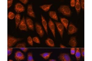 Immunofluorescence analysis of L929 cells using GOLGA4 Polyclonal Antibody at dilution of 1:100 (40x lens). (GOLGA4 antibody)