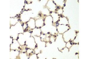 Immunohistochemistry of paraffin-embedded Mouse lung using USF1 Polyclonal Antibody at dilution of 1:200 (40x lens). (USF1 antibody)