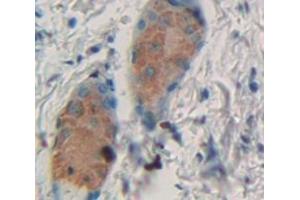 IHC-P analysis of Mouse Tissue, with DAB staining. (PTGDS antibody  (AA 1-199))