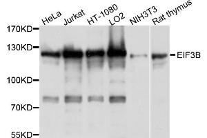 Western blot analysis of extract of various cells, using EIF3B antibody. (EIF3B antibody)