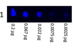 Image no. 1 for Goat anti-Pig IgG (Whole Molecule) antibody (FITC) (ABIN301107) (Goat anti-Pig IgG (Whole Molecule) Antibody (FITC))