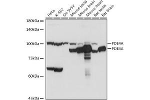 Western blot analysis of extracts of various cell lines, using PDE4A antibody (ABIN7269302) at 1:1000 dilution. (PDE4A antibody)
