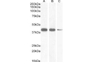 Western Blotting (WB) image for anti-NK2 Homeobox 5 (NKX2-5) (Internal Region) antibody (ABIN570994)