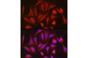 Immunofluorescence (IF) image for anti-Phosphogluconate Dehydrogenase (PGD) (AA 184-483) antibody (ABIN6145502)