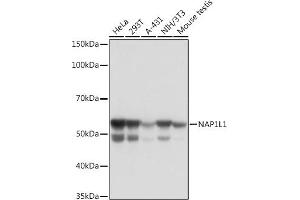 Western blot analysis of extracts of various cell lines, using NL1 Rabbit mAb (ABIN7269060) at 1:1000 dilution. (NAP1L1 antibody)