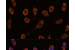 Immunofluorescence analysis of L929 cells using CCT6B Polyclonal Antibody at dilution of 1:100. (CCT6B antibody)