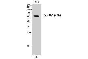Western Blotting (WB) image for anti-Signal Transducing Adaptor Molecule (SH3 Domain and ITAM Motif) 2 (STAM2) (pTyr192) antibody (ABIN3179556) (STAM2 antibody  (pTyr192))