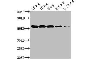 Western Blot Positive WB detected in: Hela whole cell lysate at 20 μg, 10 μg, 5 μg, 2. (TUBA1A antibody)