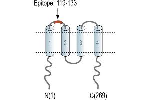 Representative domain view of the target of ABIN7885085.