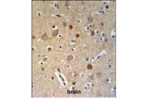 HSA Antibody (Center) (ABIN653722 and ABIN2843031) IHC analysis in formalin fixed and paraffin embedded brain tissue followed by peroxidase conjugation of the secondary antibody and DAB staining. (HSPA12A antibody  (AA 398-427))