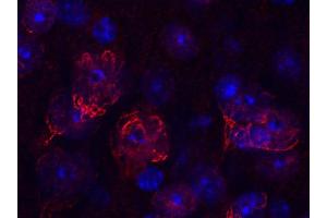 Immunohistochemistry (IHC) image for anti-Golgin B1 (GOLGB1) (AA 1-427) antibody (ABIN1742522)