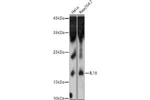 Western blot analysis of extracts of various cell lines, using IL18 antibody (ABIN3021464, ABIN3021465, ABIN3021466 and ABIN1513081) at 1:1000 dilution. (IL-18 antibody  (AA 37-193))