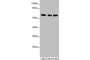Western blot All lanes: PRPF4 antibody at 2. (PRPF4 antibody  (AA 1-260))