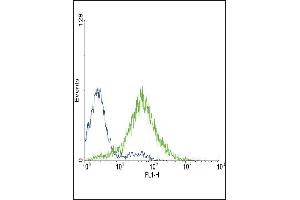 Flow cytometric analysis of CEM cells using EDNRA Antibody (Center) (green histogram) compared to a negative control cell (blue histogram). (Endothelin-1 Receptor antibody  (AA 125-154))