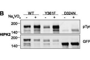 Western Blotting (WB) image for anti-Green Fluorescent Protein (GFP) antibody (ABIN100085)