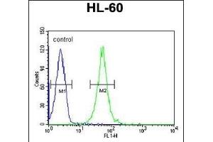 RGR Antibody (Center) (ABIN653851 and ABIN2843113) flow cytometric analysis of HL-60 cells (right histogram) compared to a negative control cell (left histogram). (RGR antibody  (AA 265-291))