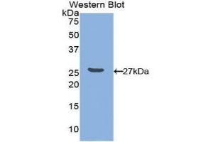 Western Blotting (WB) image for anti-Nectin cell adhesion molecule 3 (NECTIN3) (AA 171-377) antibody (ABIN1860378) (nectin-3 antibody  (AA 171-377))
