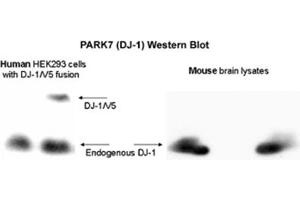 Image no. 1 for anti-Parkinson Protein 7 (PARK7) (AA 150-189), (C-Term) antibody (ABIN363457)