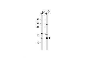 Western Blot at 1:1000 dilution Lane 1: Hela whole cell lysate Lane 2: PC-3 whole cell lysate Lysates/proteins at 20 ug per lane. (TCEB1 antibody  (C-Term))