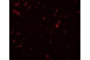 Immunofluorescence (IF) image for anti-Sirtuin 1 (SIRT1) (N-Term) antibody (ABIN1031567) (SIRT1 antibody  (N-Term))
