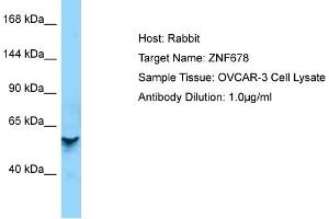 Host: Rabbit Target Name: ZNF678 Sample Type: OVCAR-3 Whole cell lysates Antibody Dilution: 1. (ZNF678 antibody  (Middle Region))
