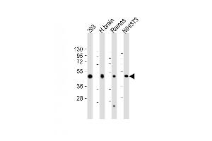 All lanes : Anti-FLOT2 Antibody (C-Term) at 1:2000 dilution Lane 1: 293 whole cell lysate Lane 2: human brain lysate Lane 3: Ramos whole cell lysate Lane 4: NIH/3T3 whole cell lysate Lysates/proteins at 20 μg per lane. (Flotillin 2 antibody  (AA 322-356))