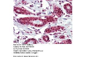 Immunohistochemistry with Human Breast tissue at an antibody concentration of 5. (NKRF antibody  (Middle Region))