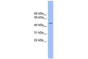 WB Suggested Anti-Foxj1 Antibody Titration: 0. (FOXJ1 antibody  (Middle Region))
