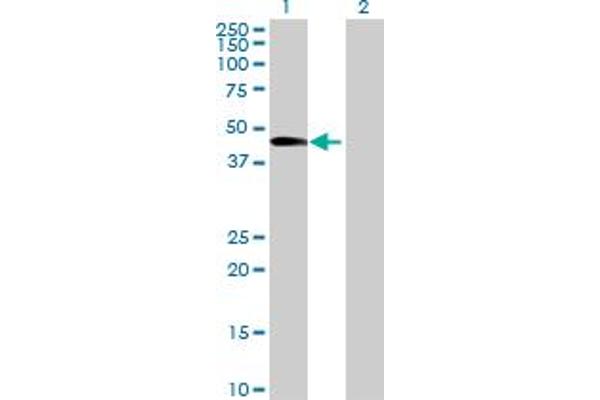 WDR19 antibody  (AA 1-437)