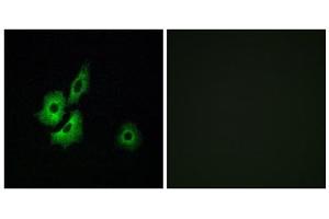 Immunofluorescence analysis of A549 cells, using OR4D1 antibody. (OR4D1 antibody  (C-Term))