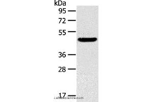 Western blot analysis of Mouse liver tissue, using TM7SF2 Polyclonal Antibody at dilution of 1:400