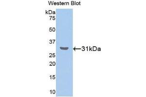 Western Blotting (WB) image for anti-RAR-Related Orphan Receptor A (RORA) (AA 164-401) antibody (ABIN1860465) (RORA antibody  (AA 164-401))