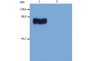 Western Blotting analysis (non-reducing conditions) of whole cell lysate of RBL rat basophilic leukemia cell line.