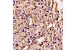 Immunohistochemical analysis of RMDN3 staining in rat kidney formalin fixed paraffin embedded tissue section. (RMDN3 antibody)