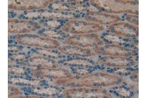 IHC-P analysis of Human Kidney Tissue, with DAB staining. (MUC1 antibody  (AA 1098-1255))