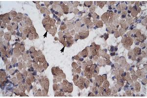 Human Muscle (LHX9 antibody  (C-Term))